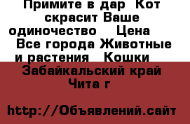 Примите в дар. Кот скрасит Ваше одиночество. › Цена ­ 0 - Все города Животные и растения » Кошки   . Забайкальский край,Чита г.